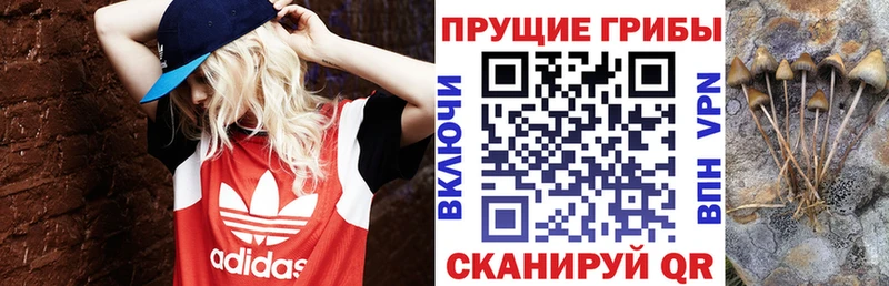 закладки  ОМГ ОМГ ONION  Псилоцибиновые грибы ЛСД  Кинель 